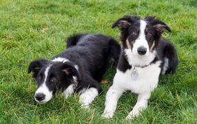 Two Border Collie puppy lying on the grass