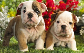 Two cute shar pei puppies