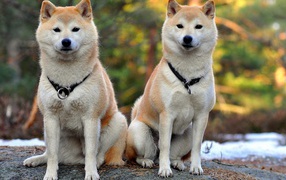 Two dogs Akita Inu