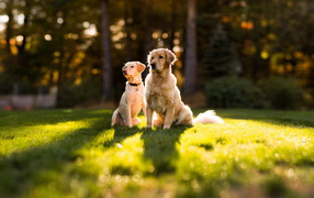 Две собаки сидят на траве