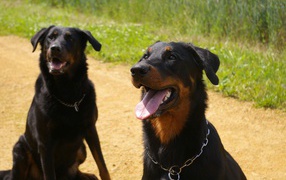 Two dogs of breed Beauceron sitting on the road
