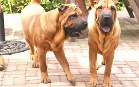 Two dogs shar pei in the garden