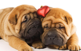 Two shar pei puppies in love