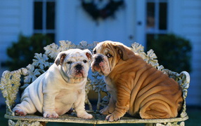 Two shar pei sitting on the bench