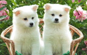 Two white puppy