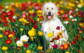 Белая собака сидит на клумбе с цветами