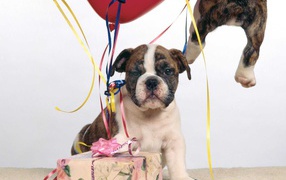  Boxer puppy and gift box