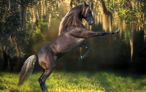 Animals___Horses_Beautiful_breeds_of_hor