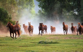 Big herd of horses