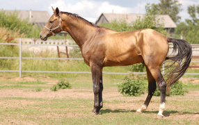 Budenny horse