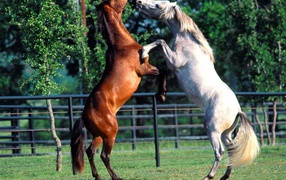 Dancing horses
