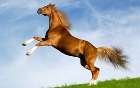 Horse of my dreams