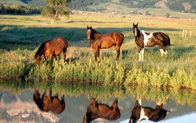 Horses near the stream