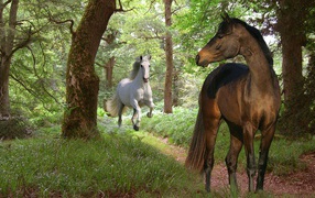 Most beautiful horses