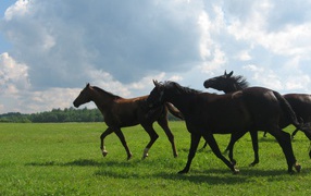 Russian breed of horses