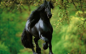 Spanish horses