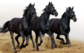 The three horses