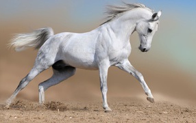Белый конь бежит