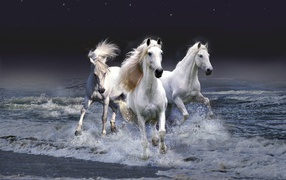	 Troika white horses