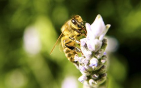 Пчела с цветка собирает мед