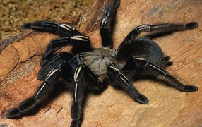 Insect and spider tarantula