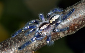 Spider on a branch