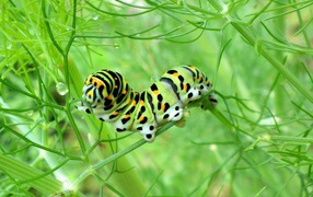 Yellow caterpillar eats grass