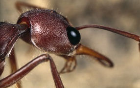 Голова муравья