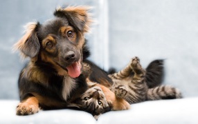 Кошка и собака хорошие друзья
