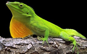 Chameleon sits