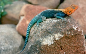 Lizard sitting on a stone