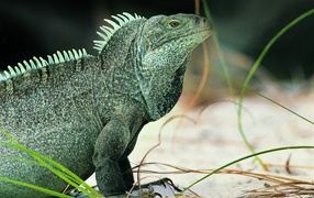 	 Iguana Lizard