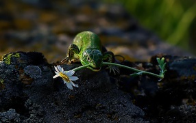 	 Lizard with chamomile