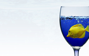 Fish in a glass