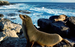 Морские тюлени греются на солнце
