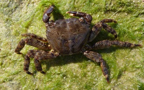 	 Sea crab