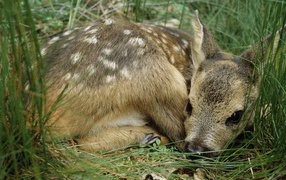 	 Deer lying in the grass