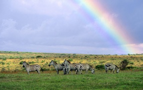 Зебры пасутся под радугой