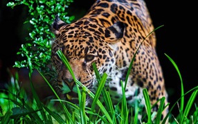 Leopard stalks the production
