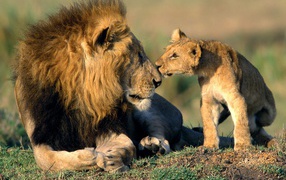 Lion cub sniffs his father