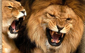 The lion and a lioness show fangs