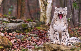 	 Snow leopard sitting
