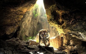 	 Tiger cave