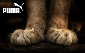 Puma paws