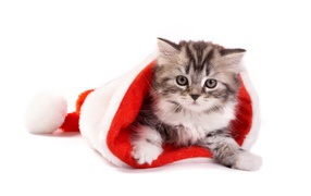 Silver kitten wearing a Santa Claus hat on Christmas