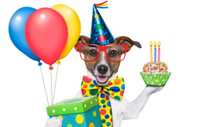 Cheerful dog on birthday