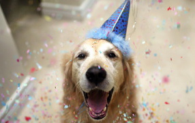 Счастливый пёс на день рождения