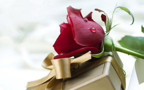 Red rose and a birthday gift