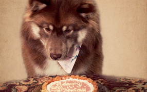 Лакомство для собаки на день рождения