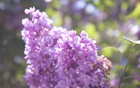Gentle lilac